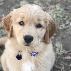 Meet your Posher, Kya